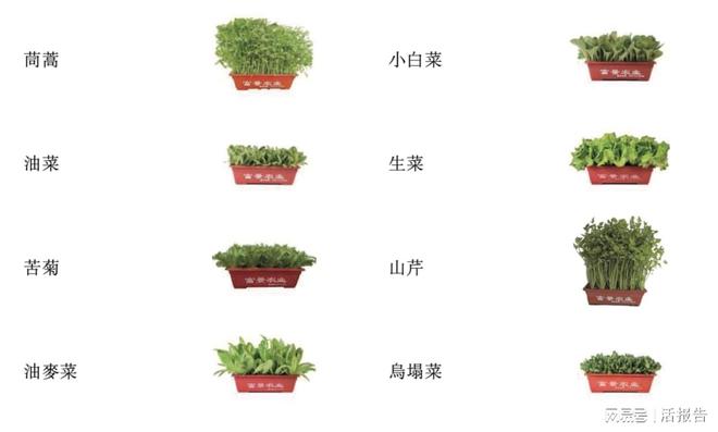 开云 开云体育平台盆栽蔬菜生产商「富景中国」递表港交所毛利高达4450%(图1)